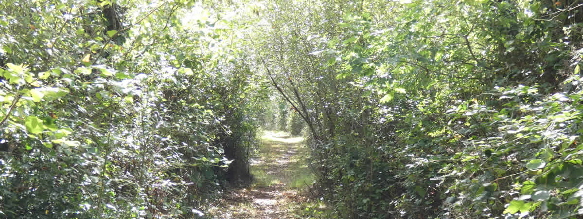 Footpath in the village of Whitstone
