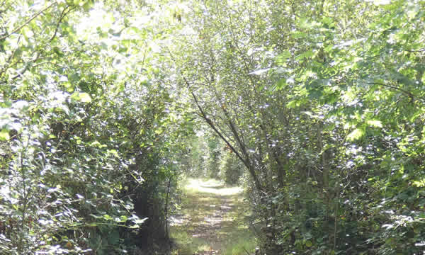 Leafy footpath in the parish of Whitstone
